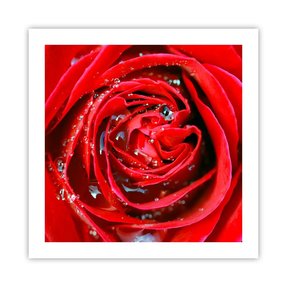 Affisch - Daggdroppar - 50x50 cm