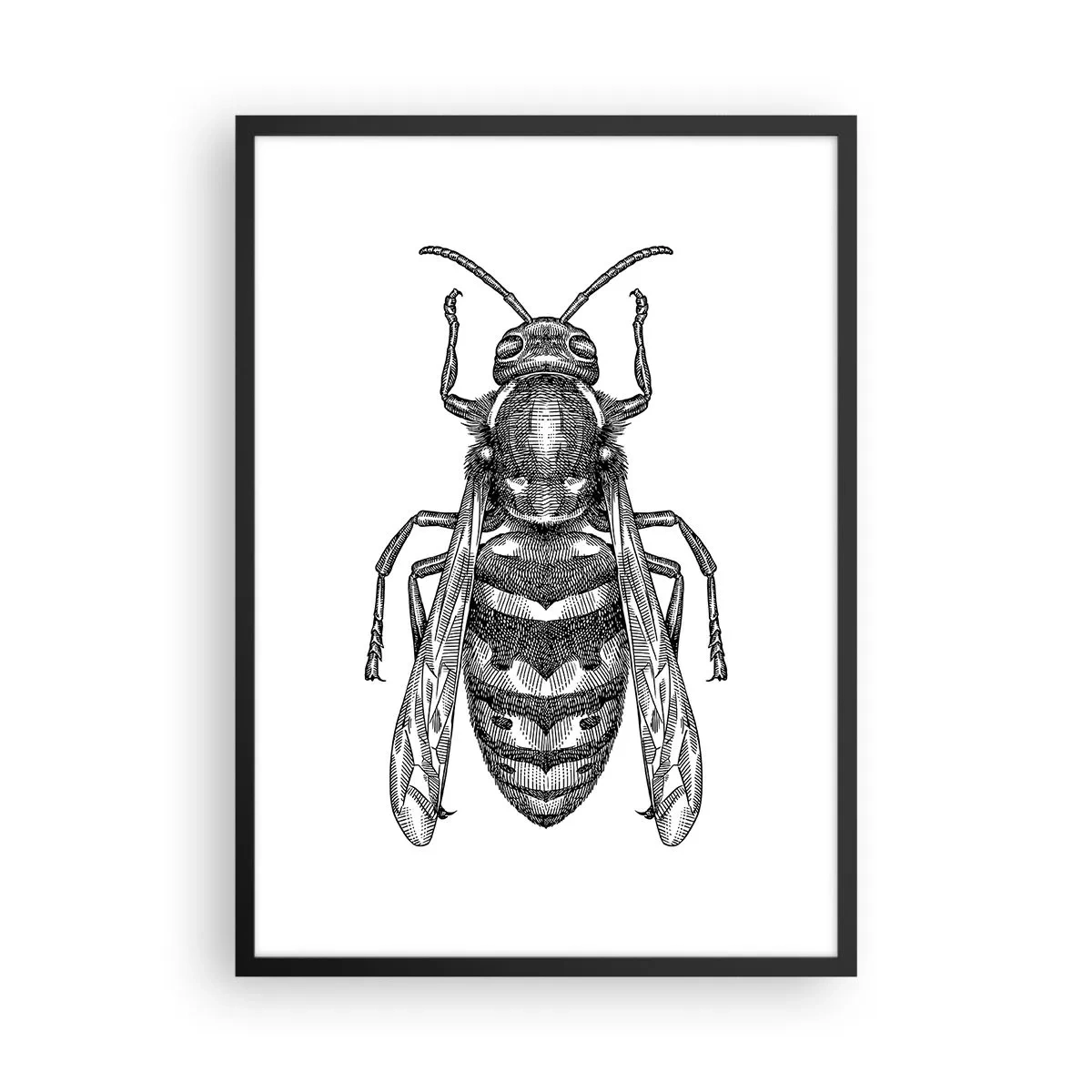 Affisch i svart ram - Detaljerad illustration av en geting - 50x70cm - Från insektplaneten  - Modern väggdekoration för vardagsrum och sovrum ARTTOR