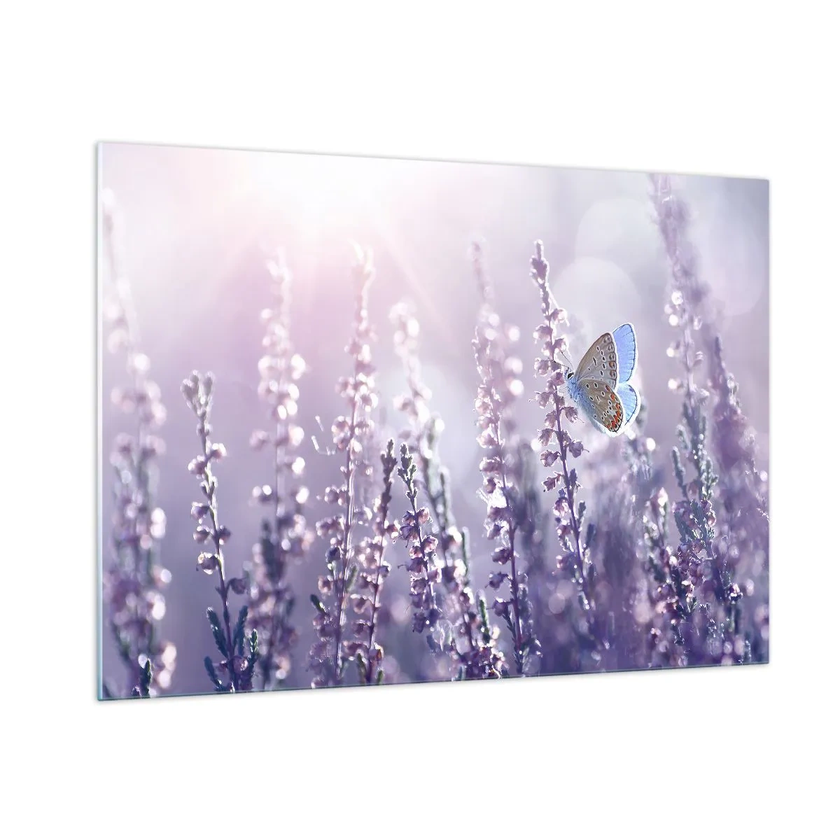 Glastavla - Bild på glas - En fjärils kyss - 100x70 cm