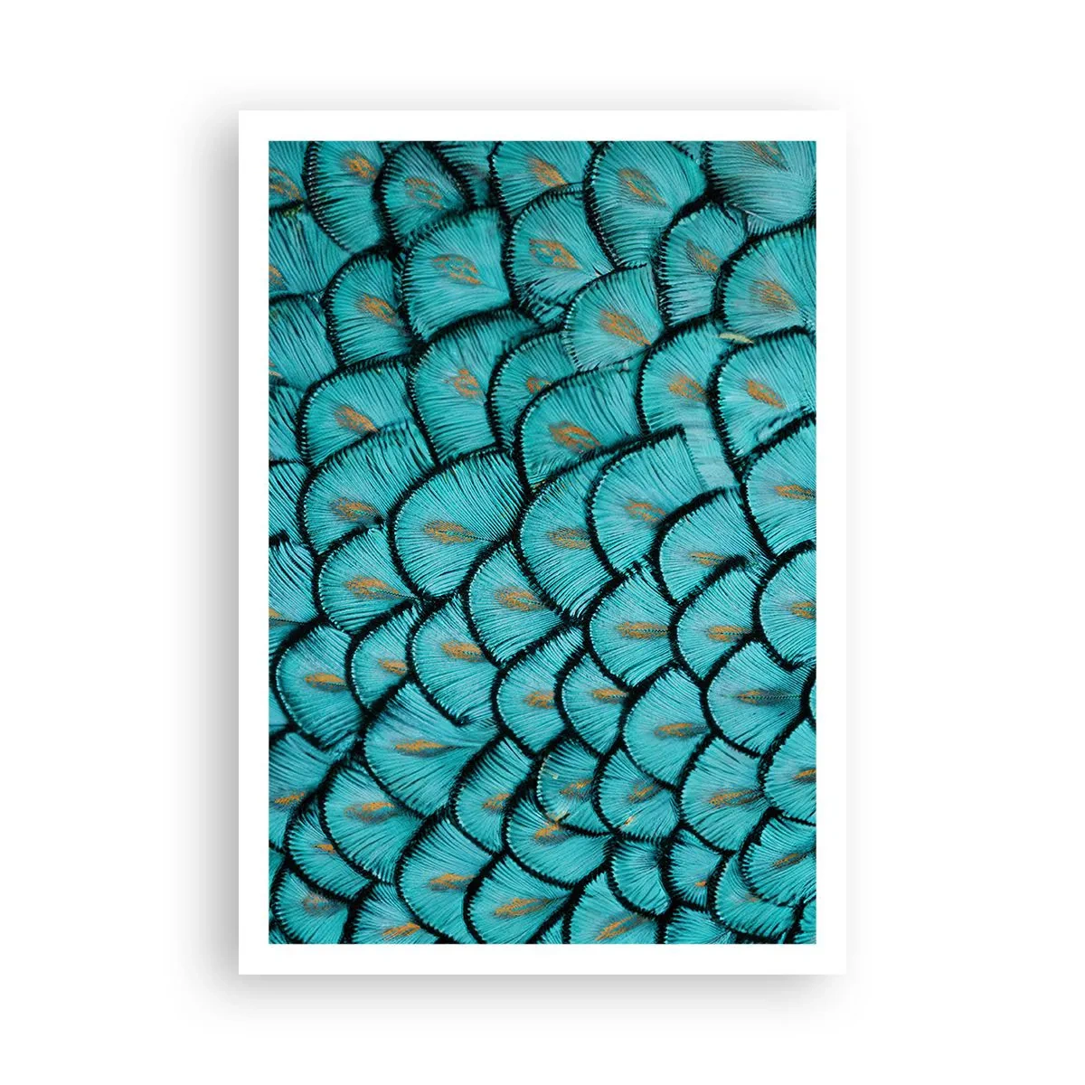 Affisch - Den stora fjädergalan - 70x100 cm