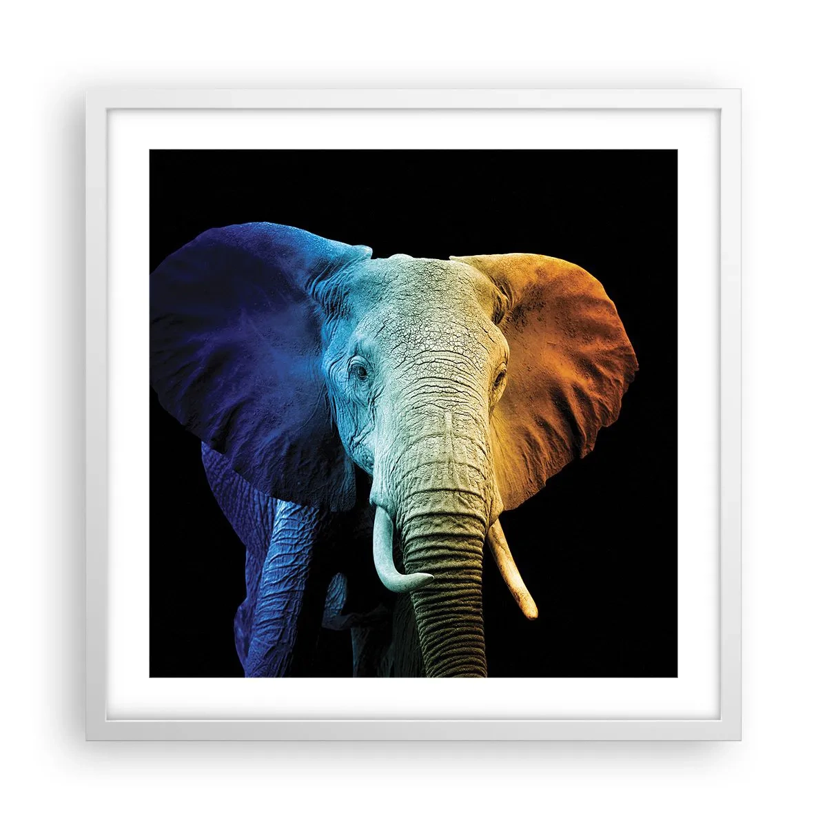 Affisch i vit ram - Excentriker, ej kuf - 50x50 cm