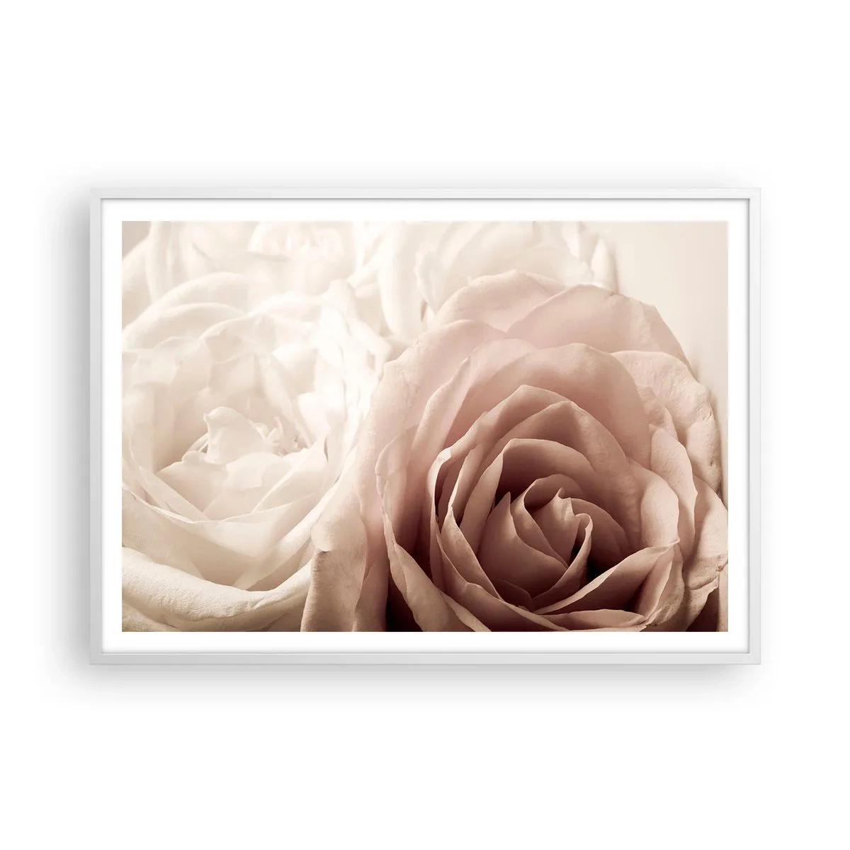 Affisch i vit ram - I hjärtat av en ros - 100x70 cm