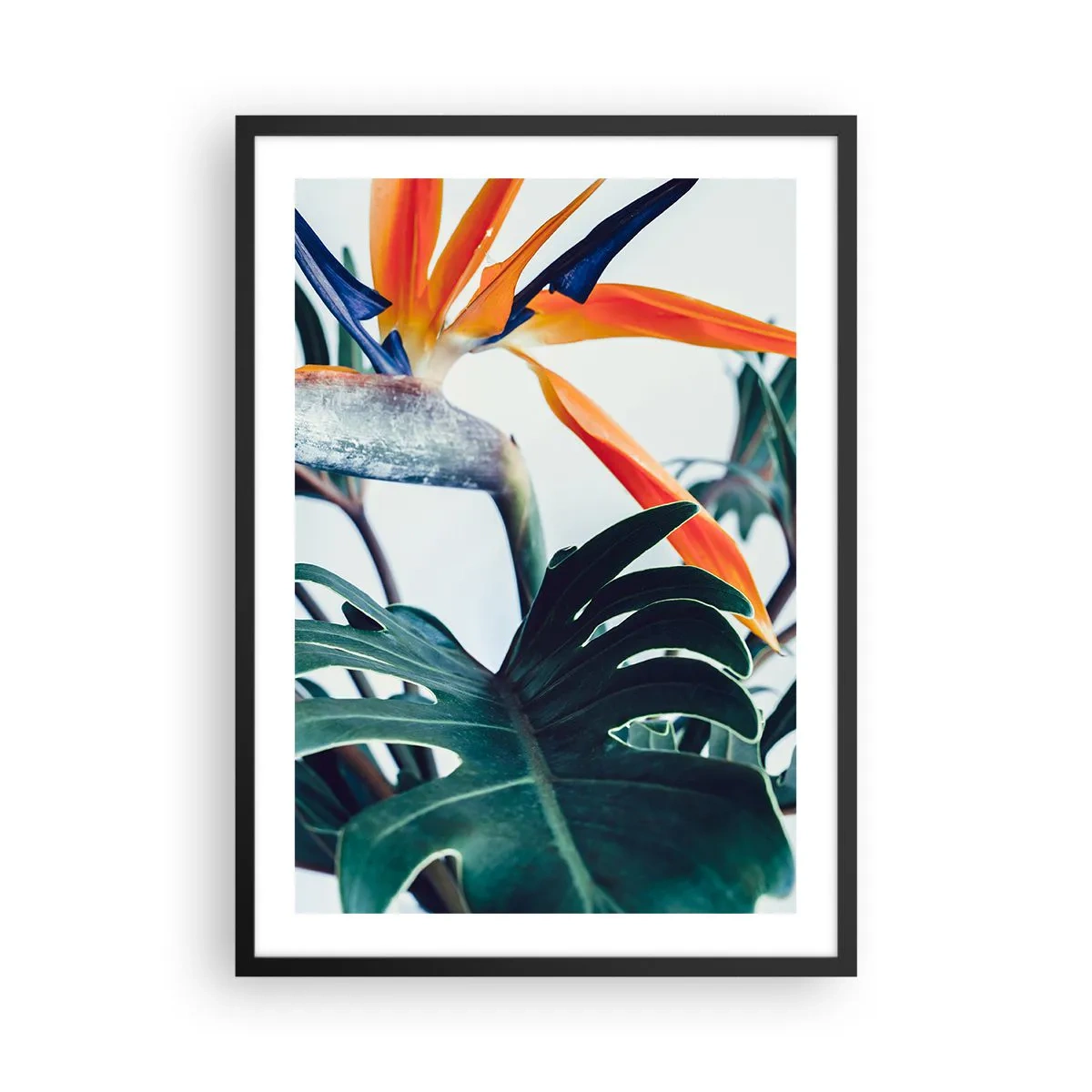 Affisch i svart ram - Närbild av en strelitziablomma omgiven av gröna blad - 50x70cm - Fågelbuske - Modern väggdekoration för vardagsrum och sovrum ARTTOR