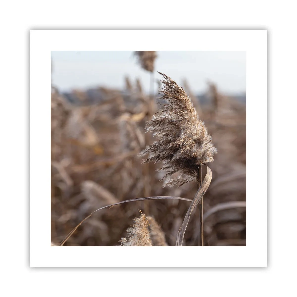 Affisch - Dags att flyga bort med vinden - 40x40 cm