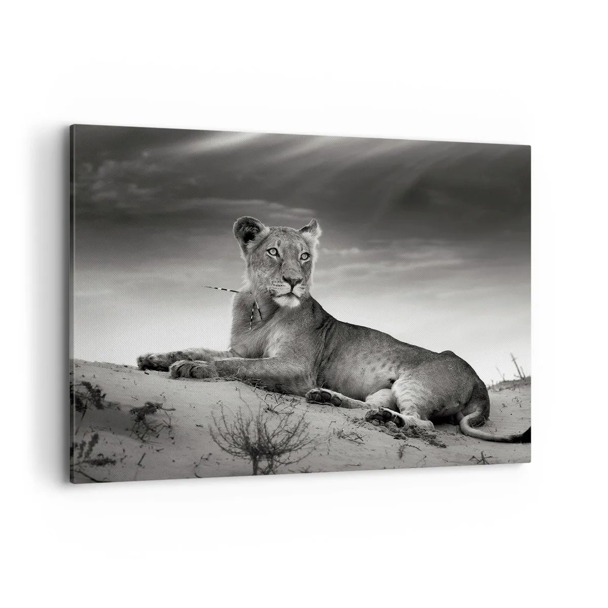 Canvastavla - Bild på duk - Öknens drottnings vila - 100x70 cm