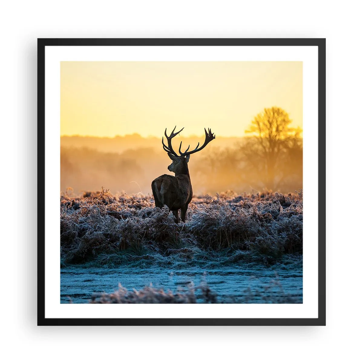 Affisch i svart ram - Krönt på sin mark - 60x60 cm