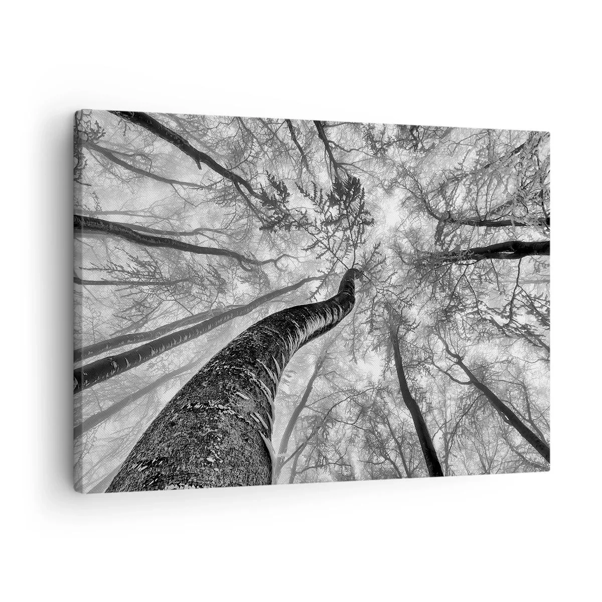 Canvastavla - Bild på duk - Perspektiv av träd i en skog sedd underifrån i grå nyanser - 70x50cm - Kapplöpning mot ljuset - Modern väggdekoration för vardagsrum och sovrum ARTTOR