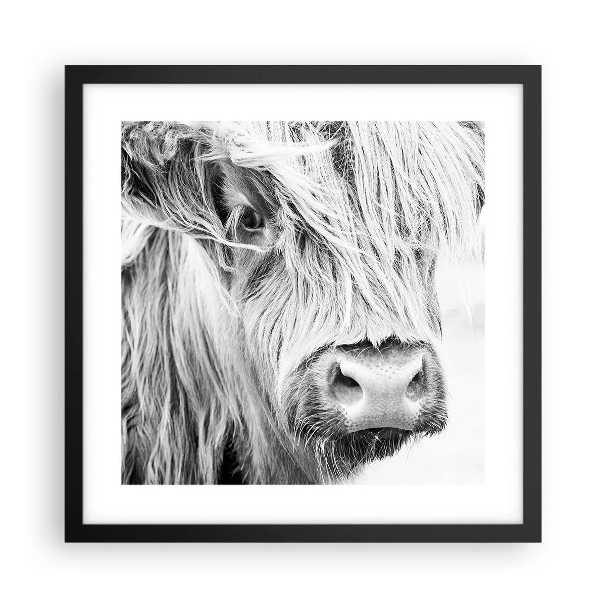 Affisch i svart ram - Skotsk vildhet - 40x40 cm
