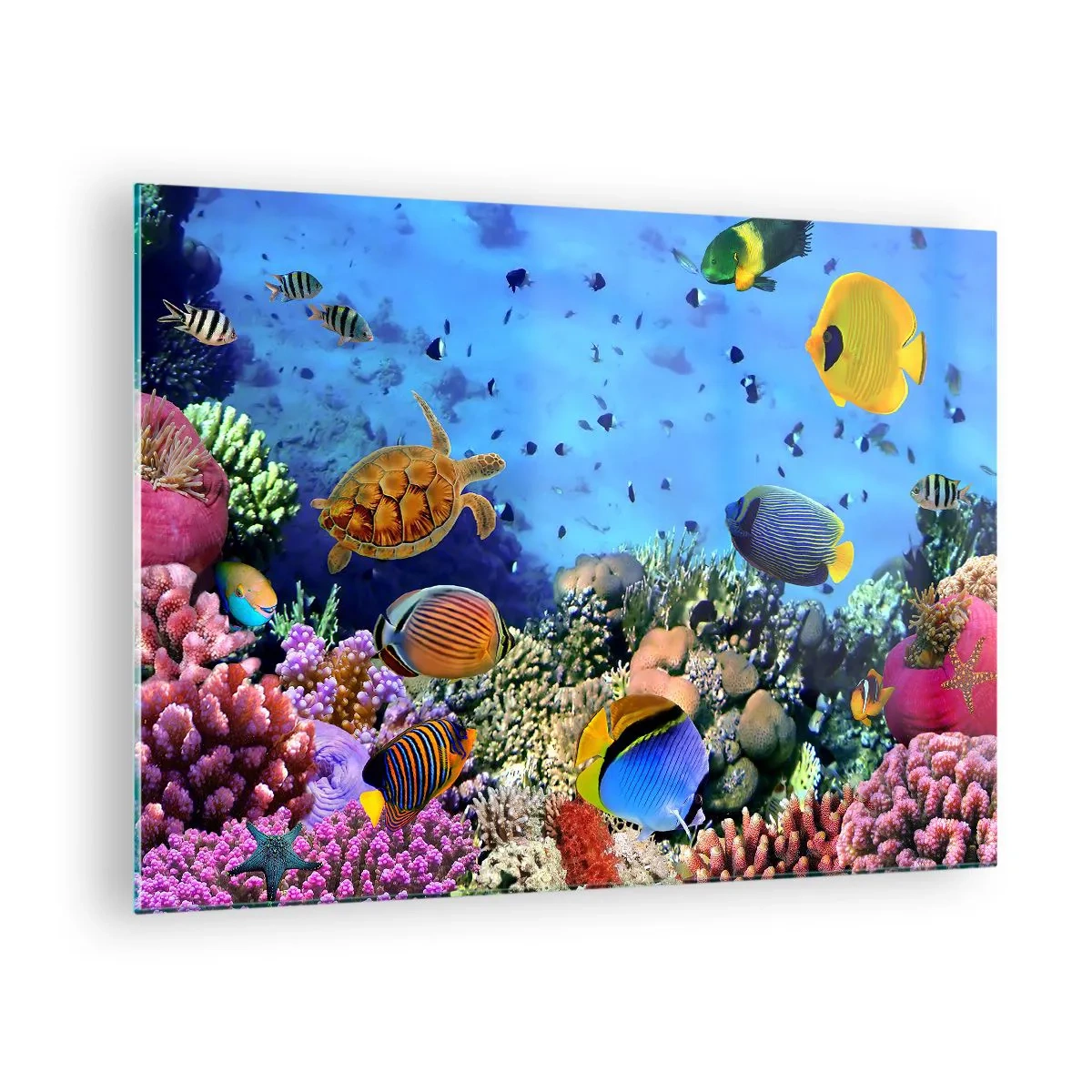 Glastavla - Bild på glas - Färgglada fiskar och en havssköldpadda mot ett korallrev - 70x50cm - Vad vet vi om livet... - Modern väggdekoration för vardagsrum och sovrum ARTTOR