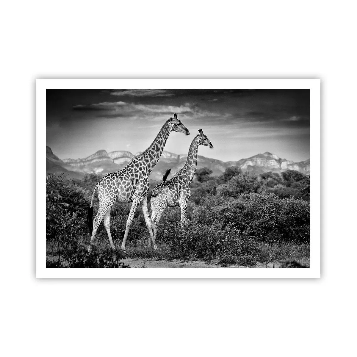 Affisch - Högre klasser i Afrika - 100x70 cm