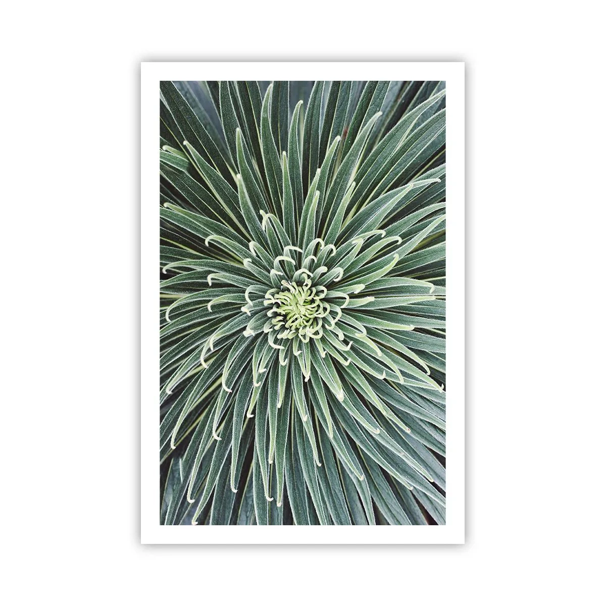 Affisch - Stjärna föds - 61x91 cm