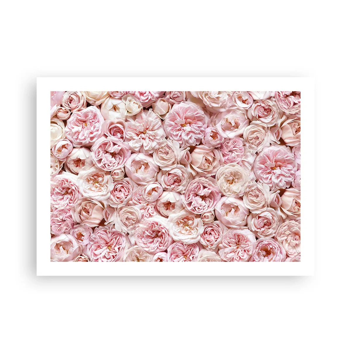 Affisch - Strödd med rosor - 70x50 cm