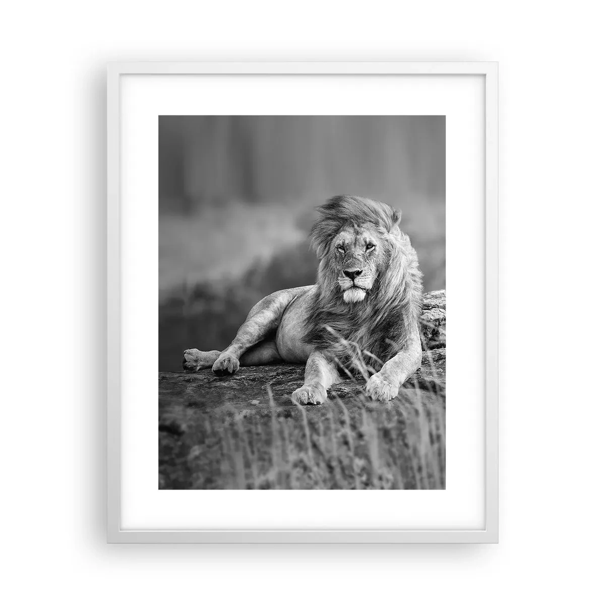 Affisch i vit ram - Kunglig siesta - 40x50 cm