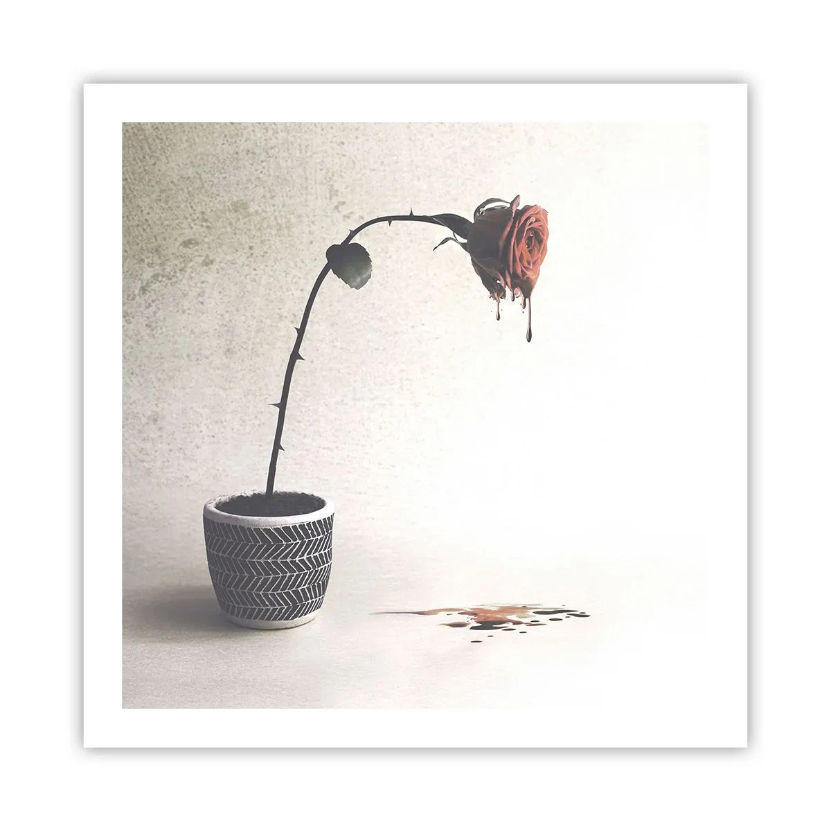 Affisch - Rosa dolorosa - 60x60 cm