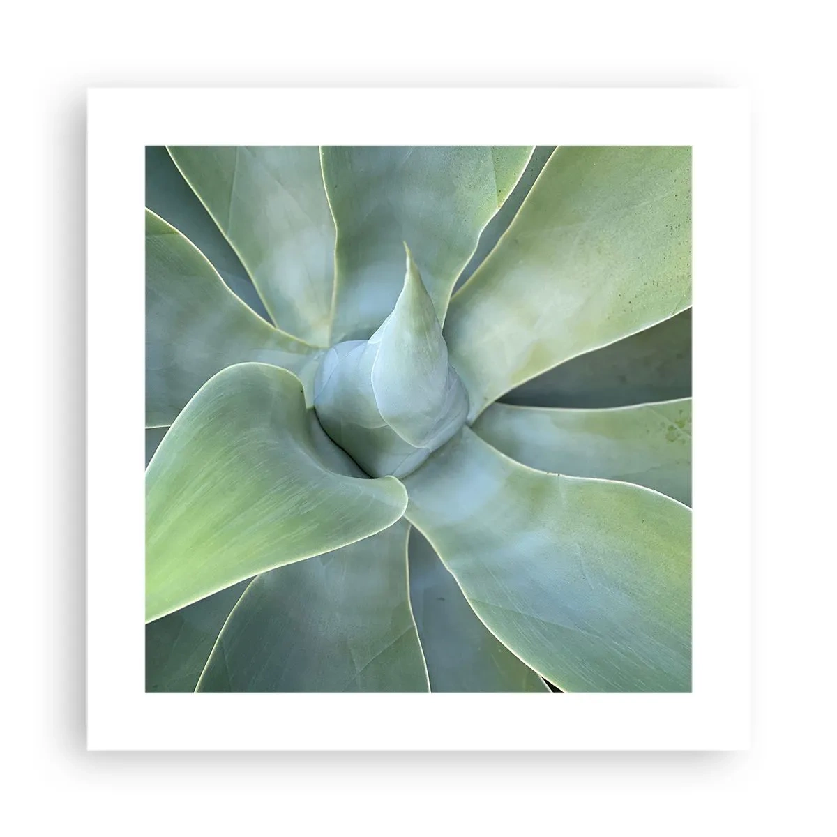 Affisch - Det gröna föds - 40x40 cm