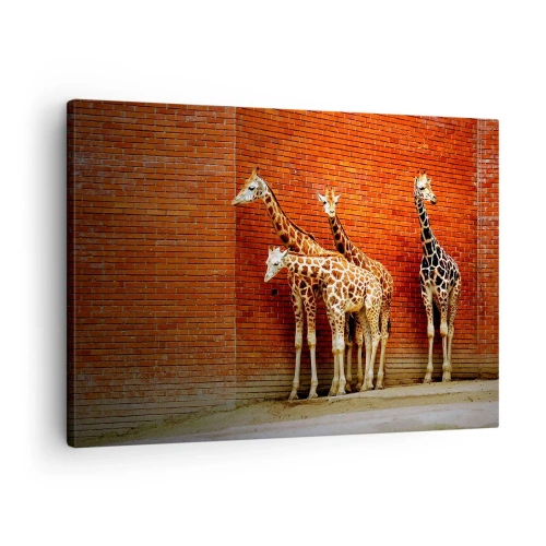 Canvastavla - Bild på duk - Fyra giraffer mot en tegelvägg i en konstnärlig miljö - 70x50cm - Ser ni någon akacia? - Modern väggdekoration för vardagsrum och sovrum ARTTOR