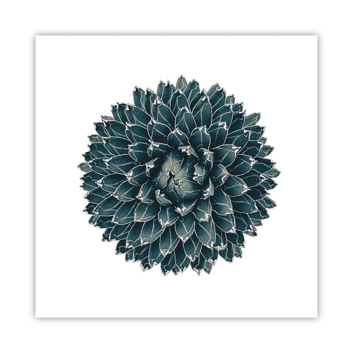 Affisch - Öknens stjärna - 60x60 cm