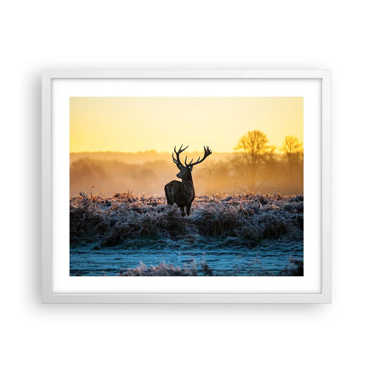 Affisch i vit ram - Krönt på sin mark - 50x40 cm