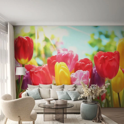 Självhäftande Fototapet Deluxe Sticker - Det är vi, majfärgerna! - Blommor, Tulpaner, Trädgård - 250x175 cm