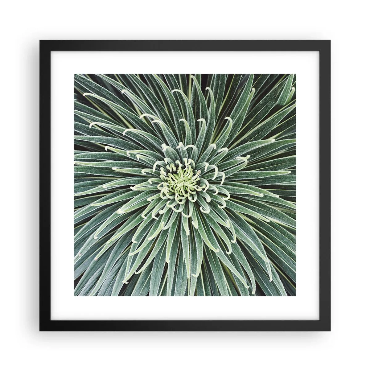 Affisch i svart ram - Stjärna föds - 40x40 cm