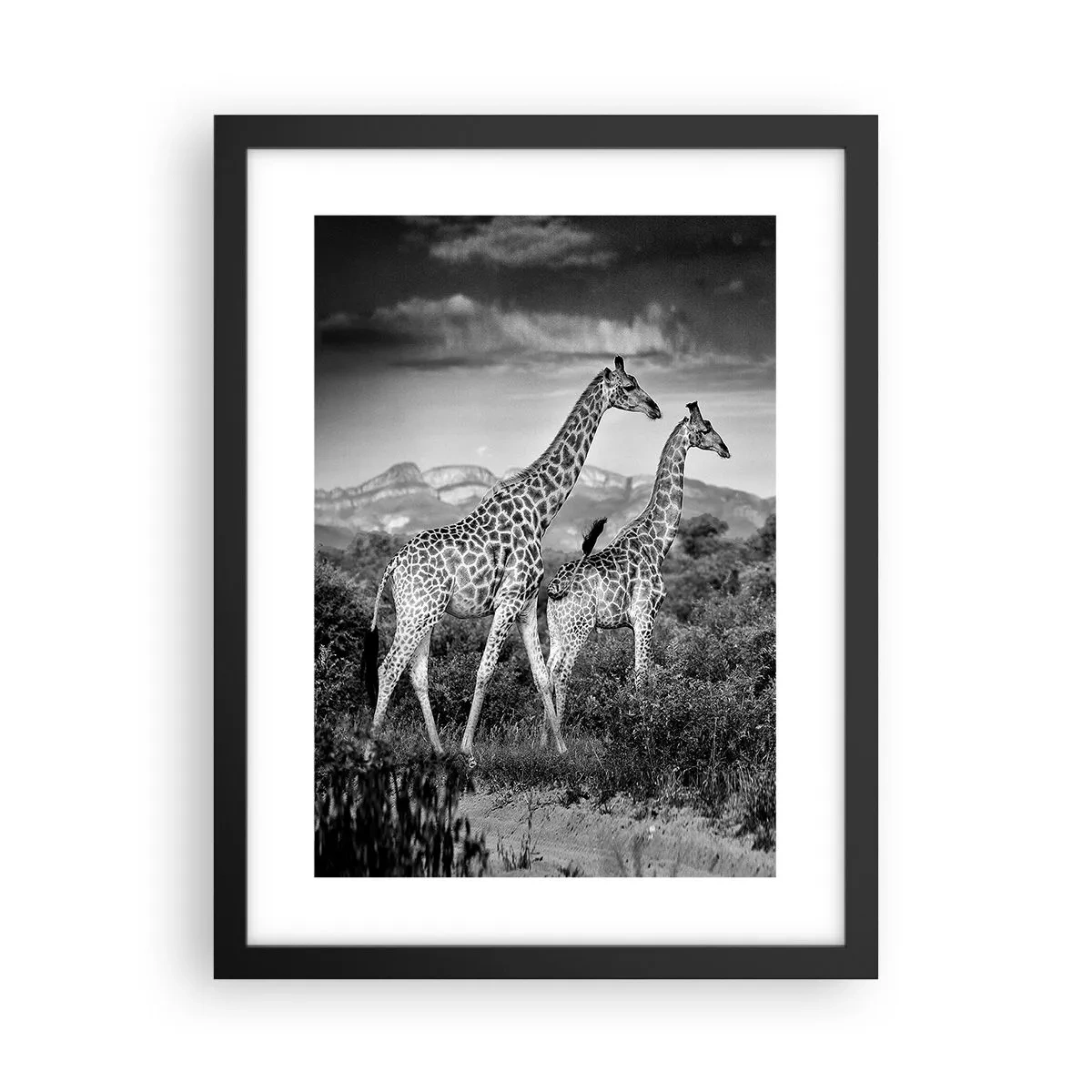 Affisch i svart ram - Högre klasser i Afrika - 30x40 cm