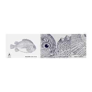 Provbit av fototapet Premium Sand - Till naturforskarens album - Fisk, Maritim, Hav - 100x30 cm