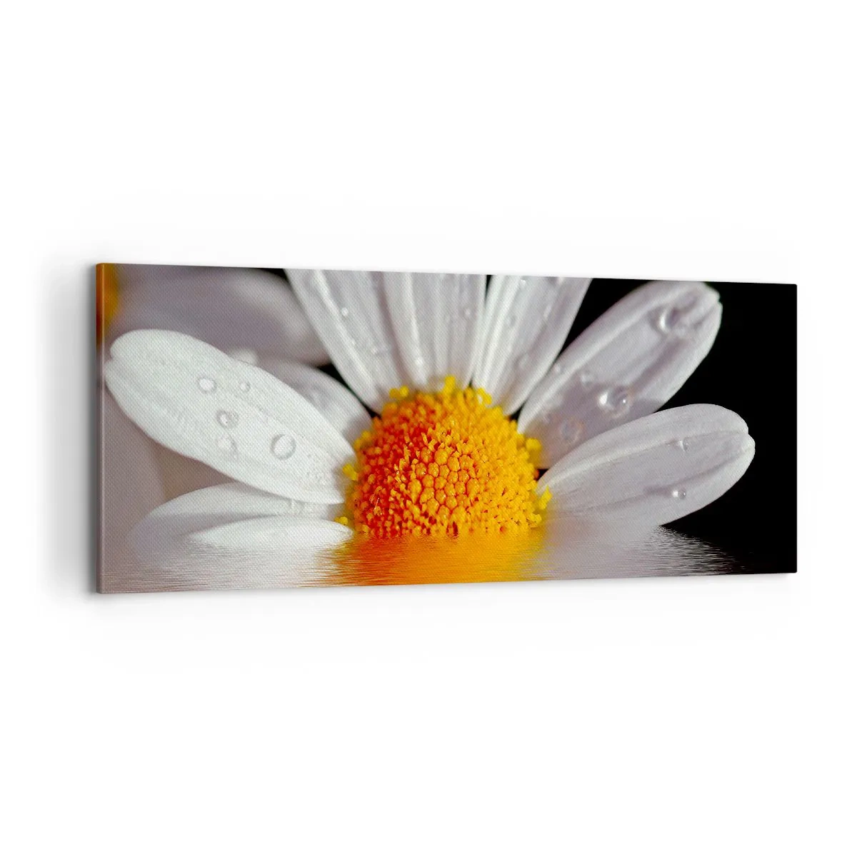Canvastavla - Bild på duk - Prästkrages uppstigande sol - 100x40 cm