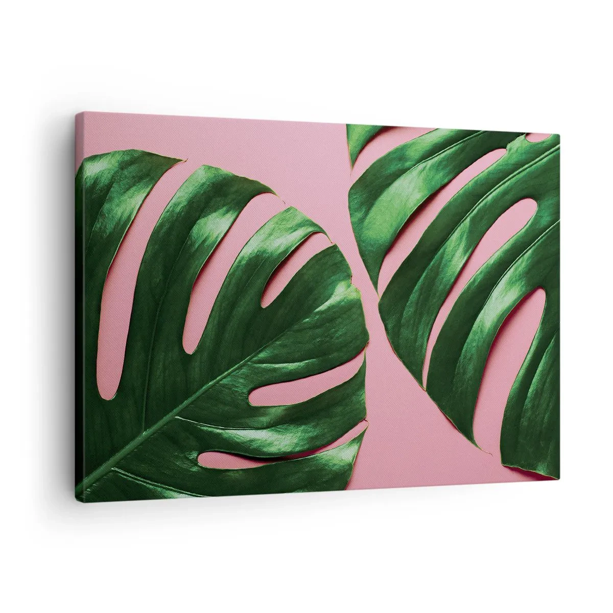 Canvastavla - Bild på duk - Gröna monsterablad på en rosa bakgrund - 70x50cm - Grön rendez-vous - Modern väggdekoration för vardagsrum och sovrum ARTTOR