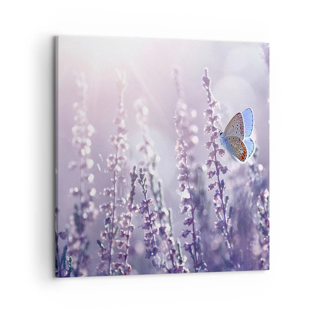 Canvastavla - Bild på duk - En fjärils kyss - 50x50 cm