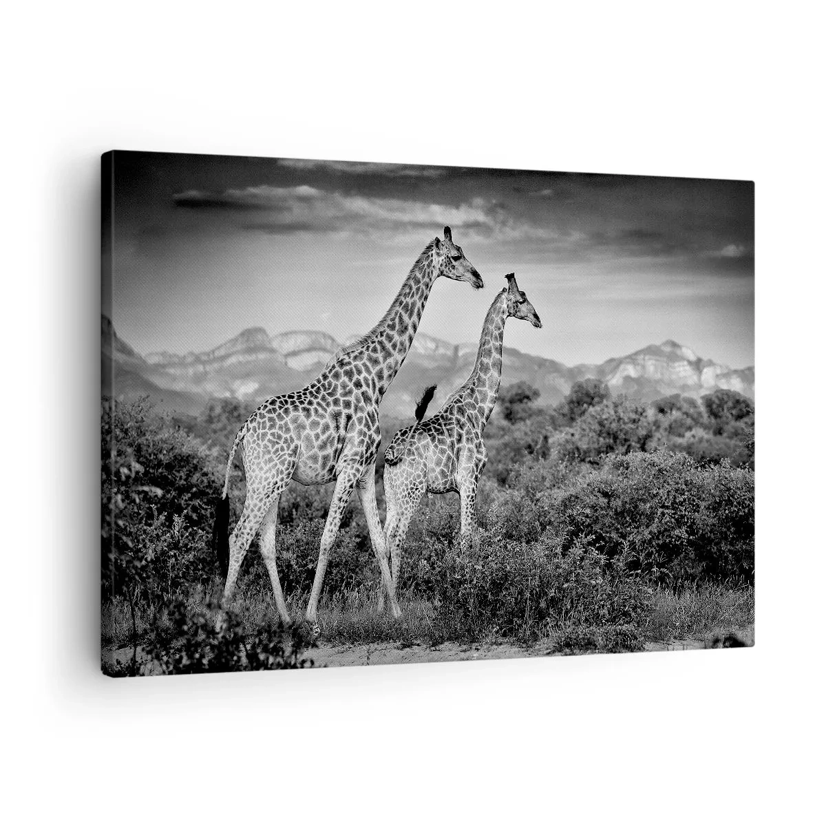 Canvastavla - Bild på duk - Svartvita silhuetter av två giraffer i savannen - 70x50cm - Högre klasser i Afrika - Modern väggdekoration för vardagsrum och sovrum ARTTOR