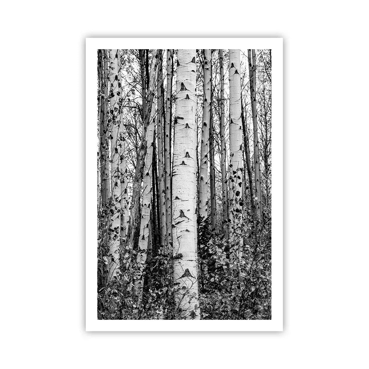 Affisch - Björkpelargång - 61x91 cm