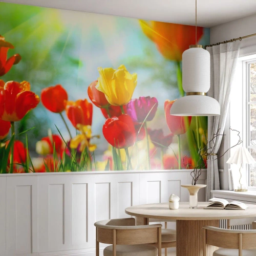Självhäftande Fototapet Deluxe Sticker - Solens alla färger - Tulpaner, Blommor, Äng - 250x175 cm