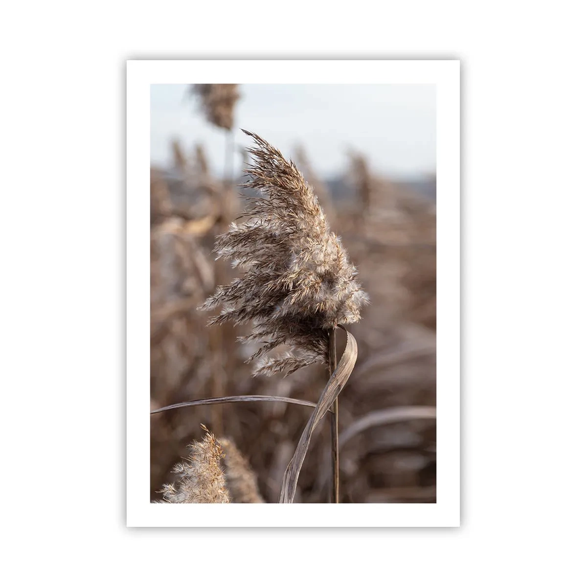 Affisch - Dags att flyga bort med vinden - 50x70 cm