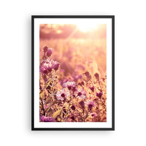 Affisch i svart ram - Ett fält av lila blommor i ljuset av den nedgående solen - 50x70cm - Innan sommaren går bort - Modern väggdekoration för vardagsrum och sovrum ARTTOR