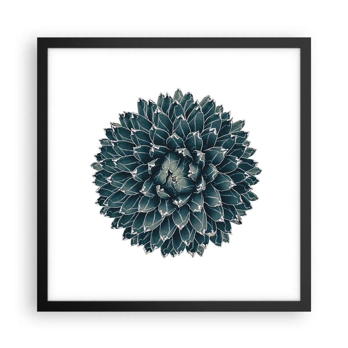 Affisch i svart ram - Öknens stjärna - 40x40 cm