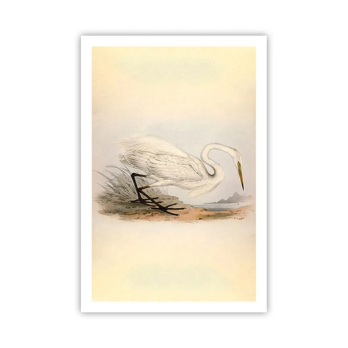 Affisch - En dam i vassen - 61x91 cm