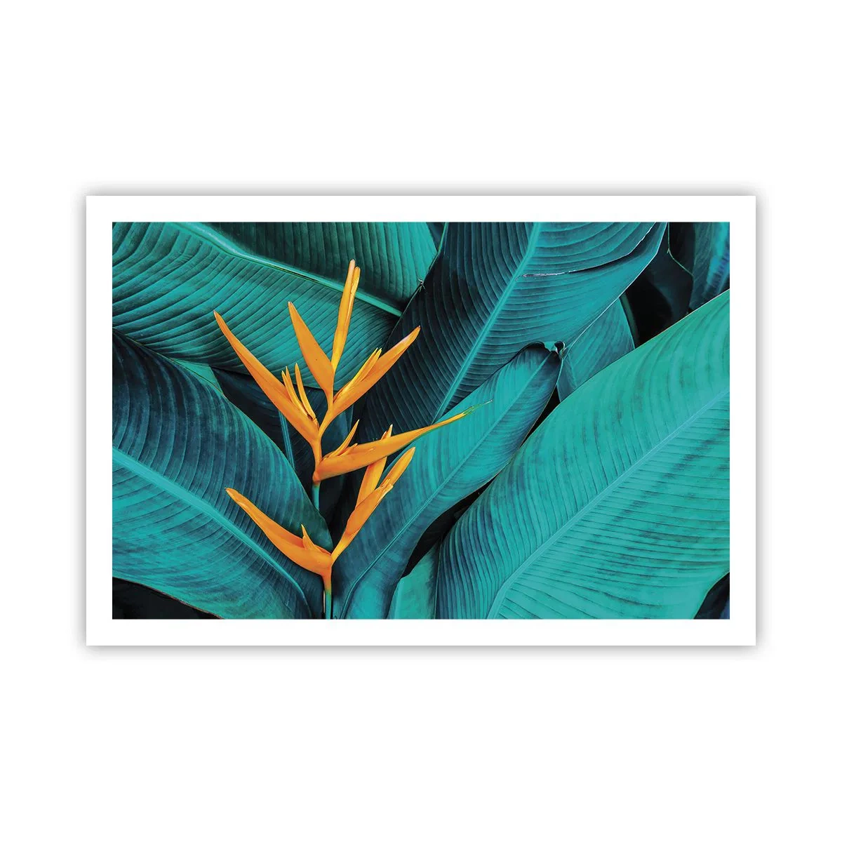Affisch - Edens blomma - 91x61 cm