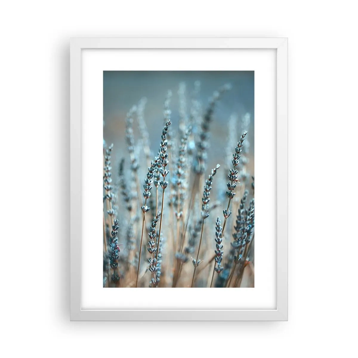 Affisch i vit ram - Doftande åkermark - 30x40 cm