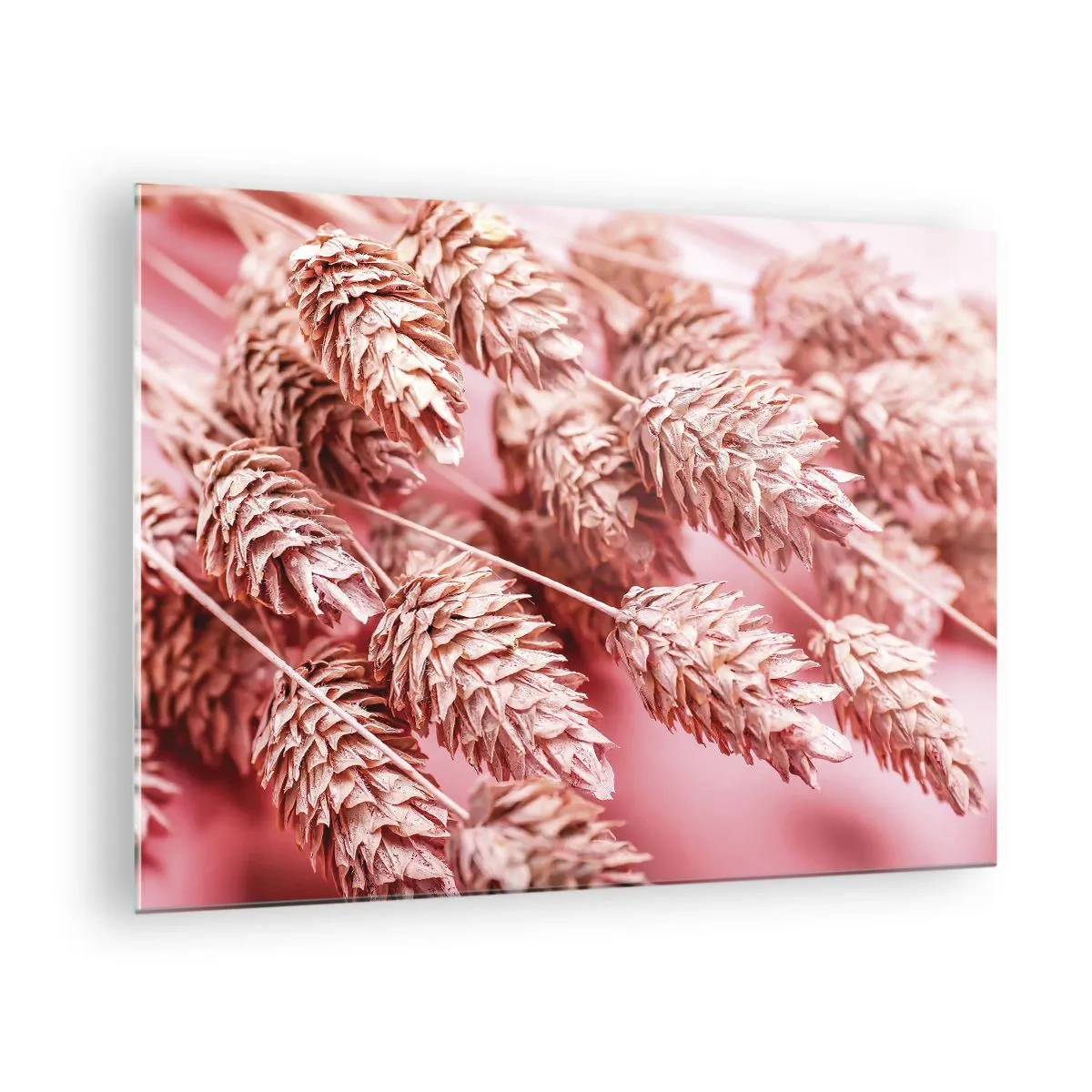 Glastavla - Bild på glas - Torkade majskolvar i rosa nyanser mot pastellbakgrund - 70x50cm - Blomkaskad i rosa - Modern väggdekoration för vardagsrum och sovrum ARTTOR