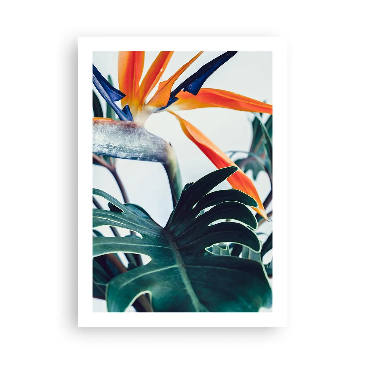 Affisch - Fågelbuske - 50x70 cm