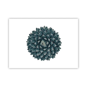 Affisch - Öknens stjärna - 70x50 cm