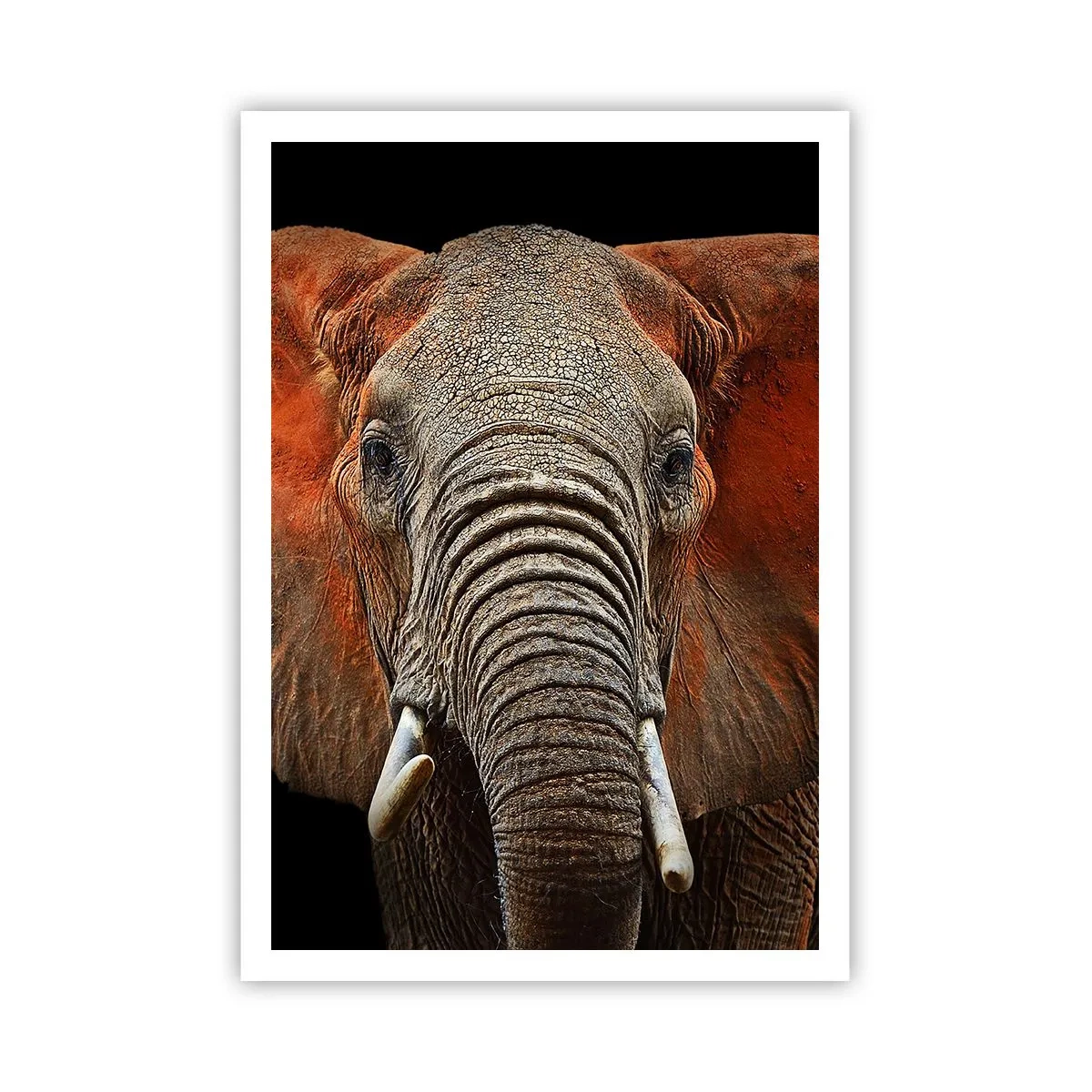 Affisch - Jag är vild, och du? - 70x100 cm