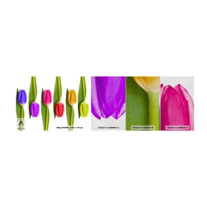 Provbit av fototapet Premium Sand - Regnbågskomposition - Blommor, Tulpaner, Natur - 100x30 cm