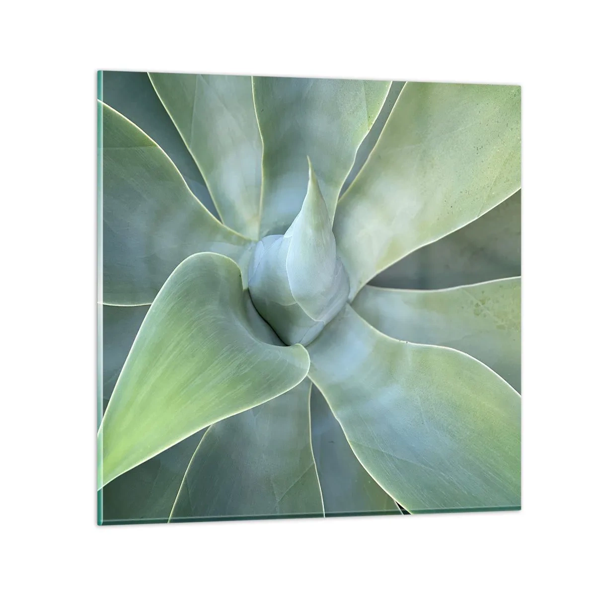 Glastavla - Bild på glas - Det gröna föds - 60x60 cm