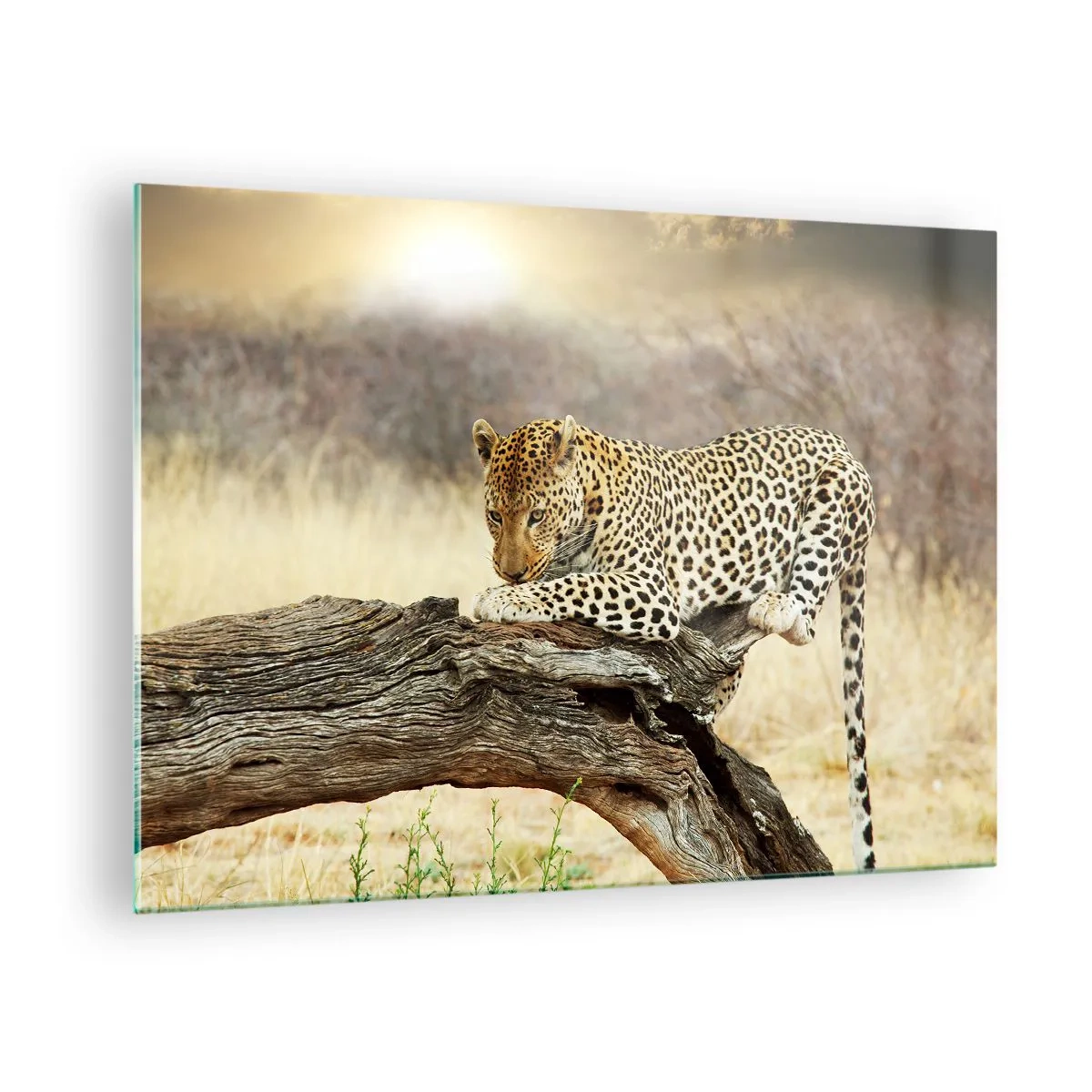 Glastavla - Bild på glas - En leopard som vilar på en trägren - 70x50cm - Jag går min egen väg - Modern väggdekoration för vardagsrum och sovrum ARTTOR