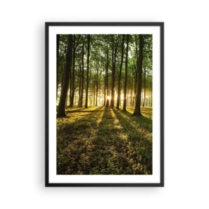 Affisch i svart ram - En skog upplyst av den nedgående solens strålar - 50x70cm - Fotografi av alla vårar - Modern väggdekoration för vardagsrum och sovrum ARTTOR