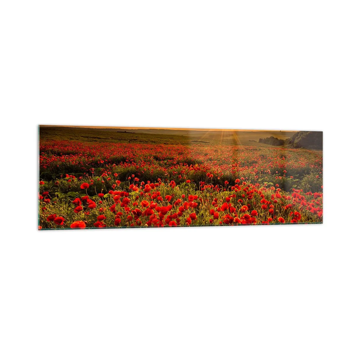 Glastavla - Bild på glas - Bland brusande ängars vågor, bland blommornas flod - 160x50 cm