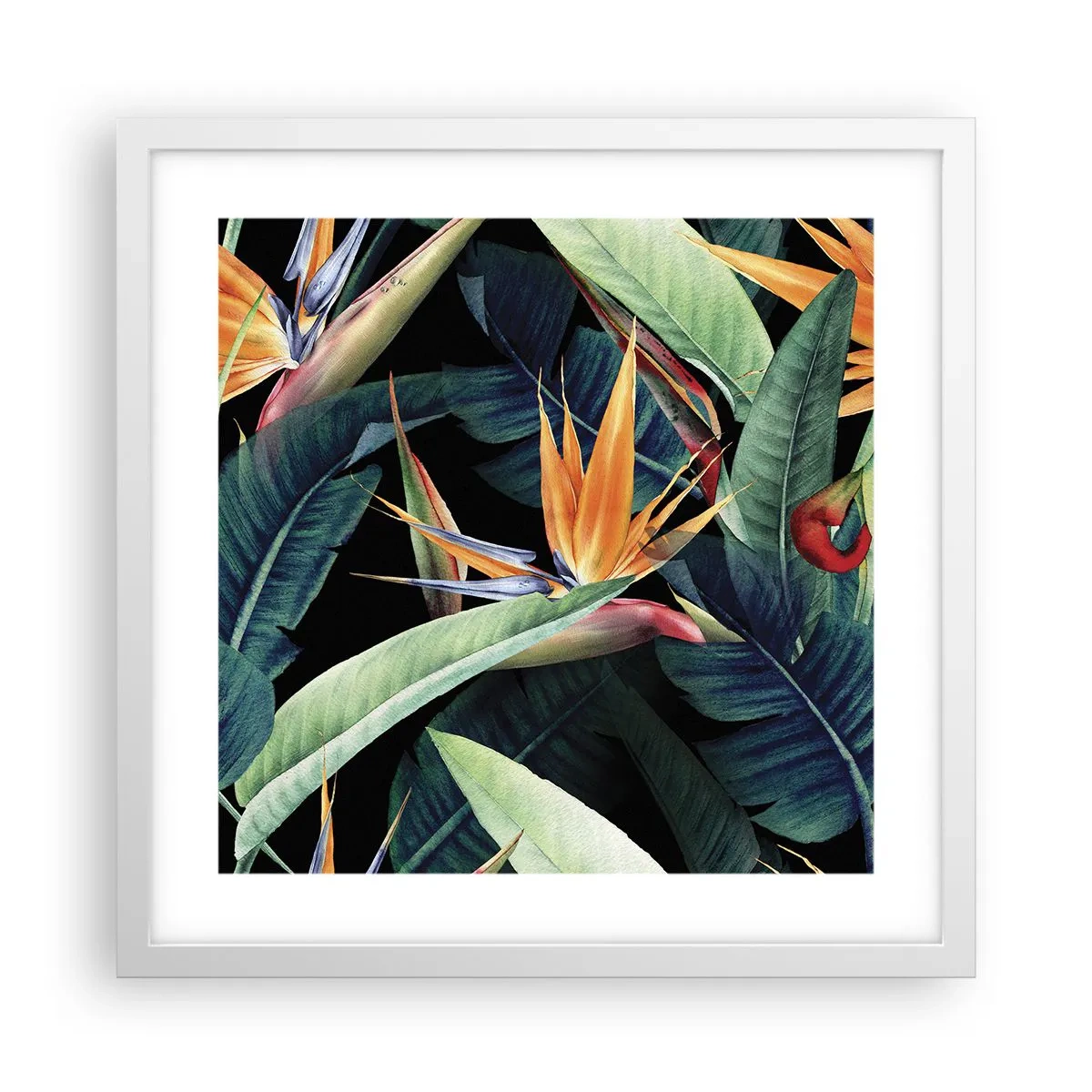 Affisch i vit ram - Tropikens brinnande blommor - 40x40 cm