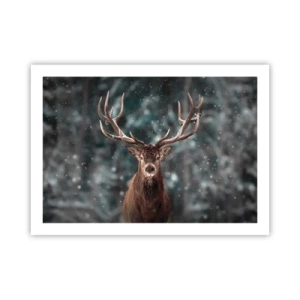 Affisch - Krönt skogens kung - 70x50 cm