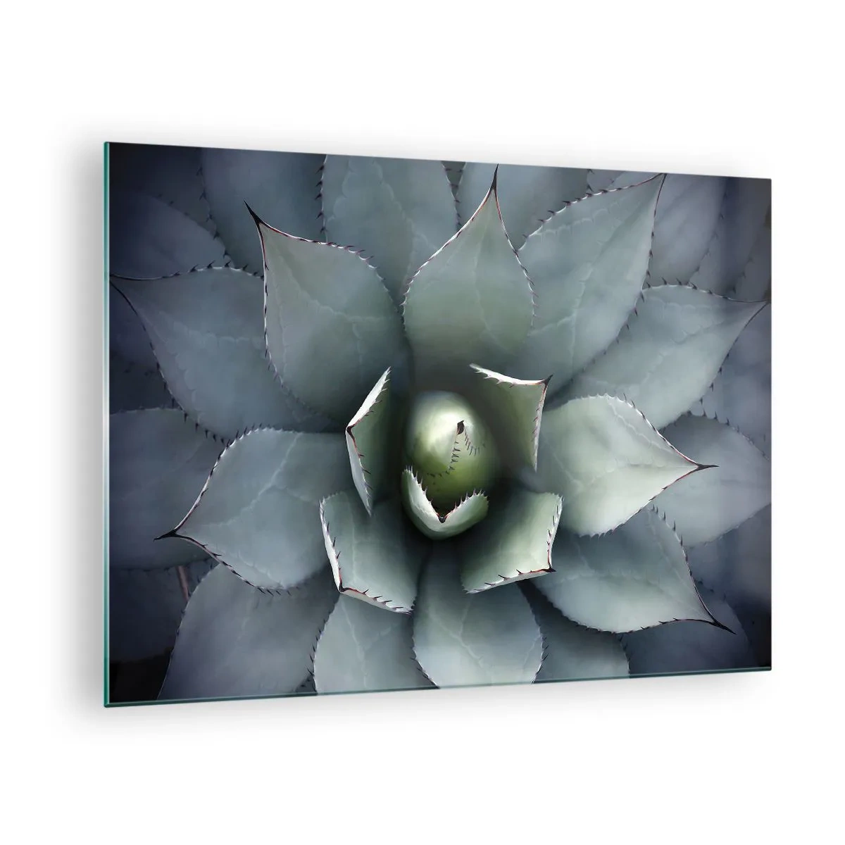 Glastavla - Bild på glas - En närbild av de symmetriska, stålfärgade agavebladen. - 70x50cm - Lockar och varnar - Modern väggdekoration för vardagsrum och sovrum ARTTOR